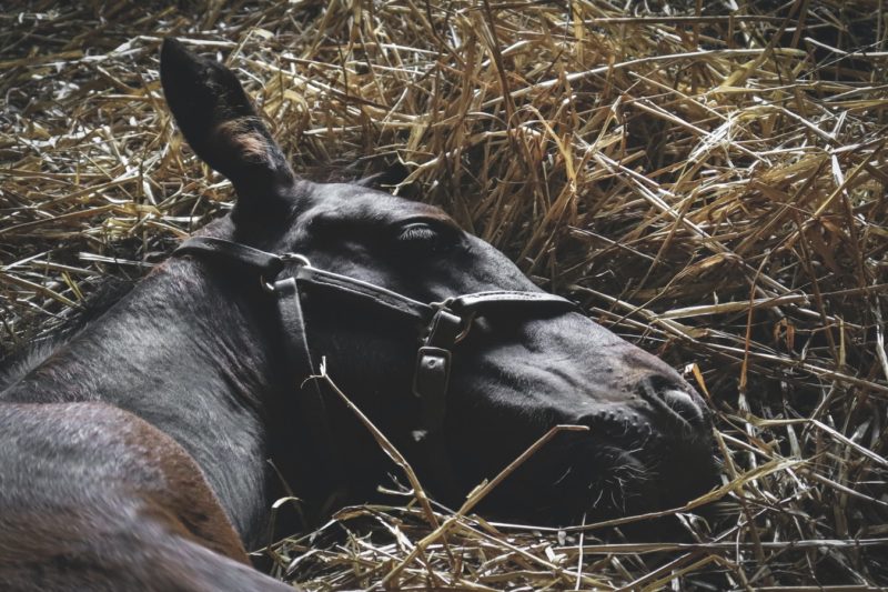 How Much Bedding Do You Need for Your Horses? Klassen Wood Company